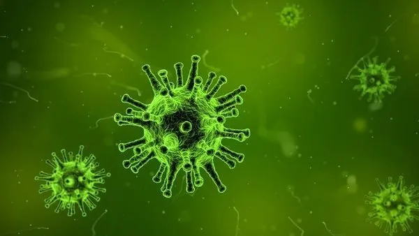 Nipah virüsü nedir, tehlikeli mi, Türkiye’de var mı? Hindistan’da görülen Nipah virüsü belirtileri neler, nasıl bulaşır?