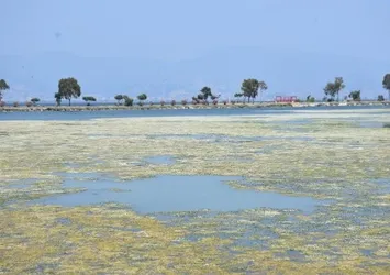 İzmir Körfezi’nde kabus geri döndü! Denizde istila