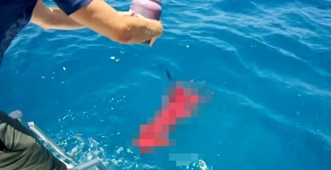 Sosyal medyayı sallayan köpek balığı deneyi yürekleri ağızlara getirdi! Okyanusa kan döküp bekledi ve...