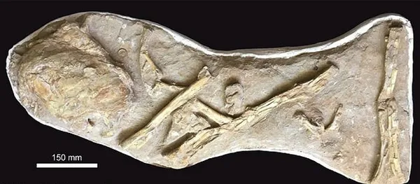 tam-66-milyon-yil-oncesine-ait-1613484911380.jpg Tam 66 milyon yıl öncesine ait! Şimdiye kadar keşfedilenlerin en büyüğü - 2