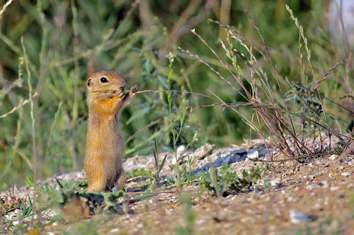 ABD’de çarpıcı araştırma: Yer sincapları insanlara benzer karakterlere sahip