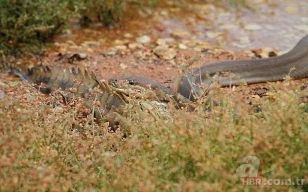 Görüntüler Türkiye'den! Ava giderken "avlandı" 5