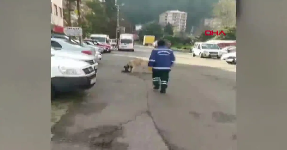Rize'de temizlik işçisinin süpürgesini çalarak kaçan sokak köpeği kamerada!