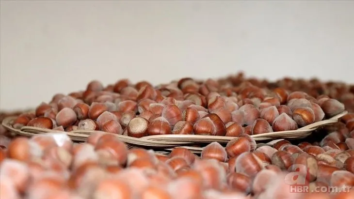 Fındık fiyatları ne kadar, kaç TL oldu? 2022 Ağustos ayı Ordu, Giresun, Samsun, Trabzon fındık fiyatları son durum 9