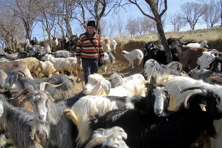 63 yaşındaki üniversiteli çobanın azmi