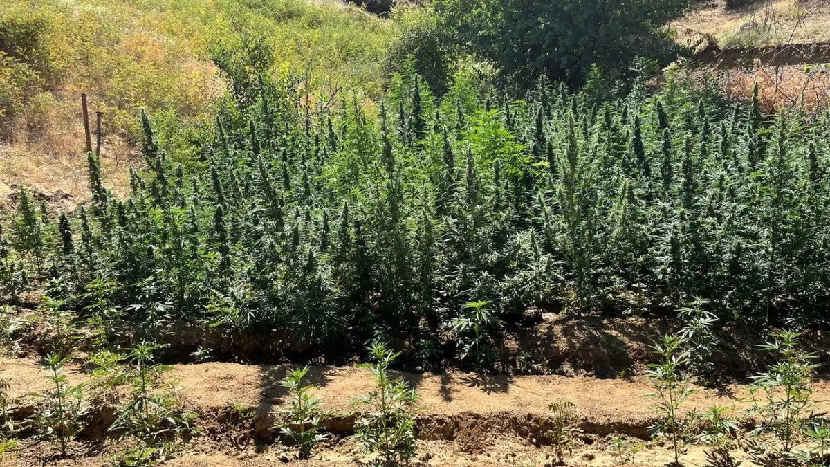 Bingöl'de bin 651 kök kenevir bitkisi ele geçirildi