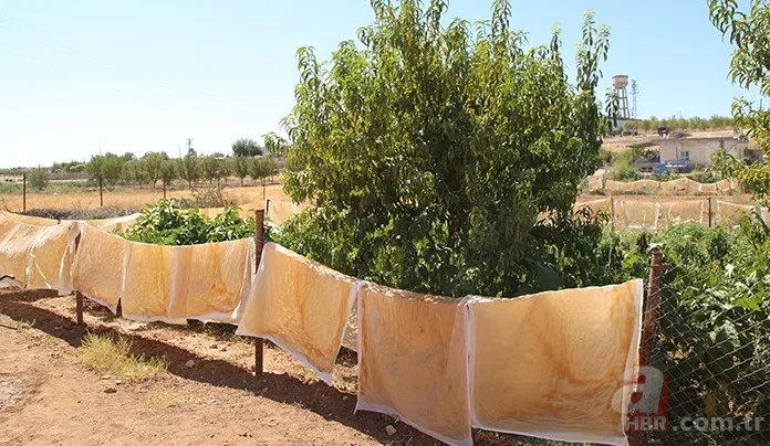 Yapımı oldukça zor ama yiyen vazgeçemiyor Türkiye'nin dört bir yanından yoğun talep var | Resmen şifa deposu 5