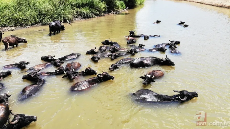 Muş’ta mandaların serinlemek için nehre girdiği anlar renkli görüntüler oluşturdu 4