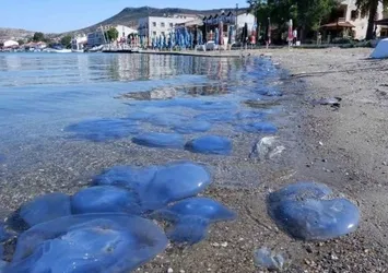 CHP'li Tunç Soyer bir kez daha sınıfta kaldı! Denizanası istilasının nedeni arıtma tesisi...