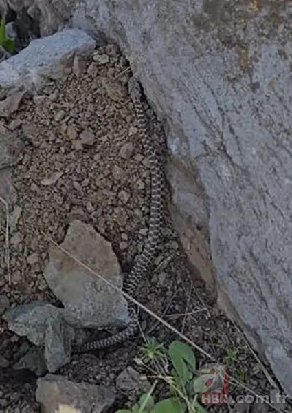 Havalar ısınınca ortaya çıktı! 1 metre uzunluğunda zehirli kocabaş yılanı böyle görüntülendi 2