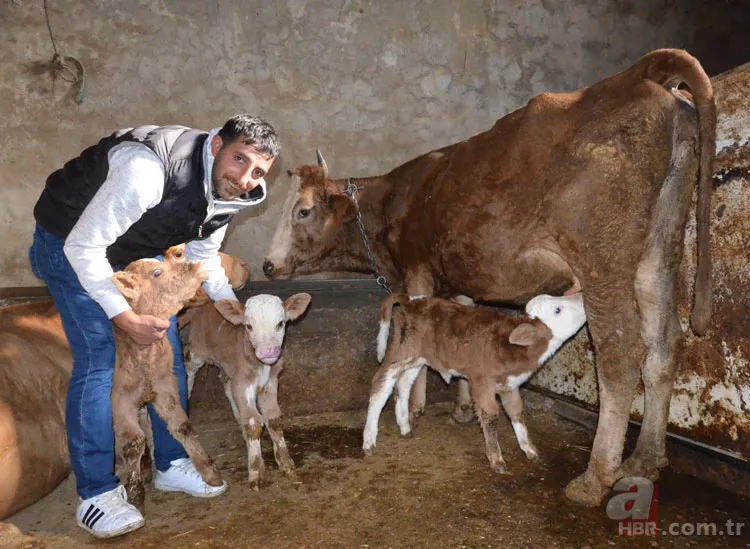 Buzağı destek ödemeleri ne zaman? 1. dönem Buzağı yardımı ne kadar, hangi tarihte yatacak? 2