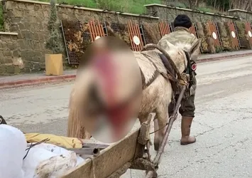 Edirne'de skandal görüntü! Kanlar içinde kalan ata yük çektirdi