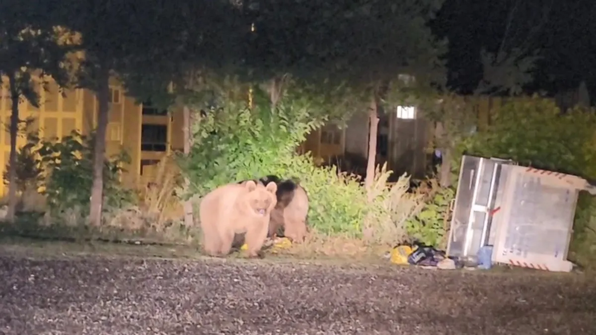 Sarıkamış'ta ayılar caddelerde cirit atıyor
