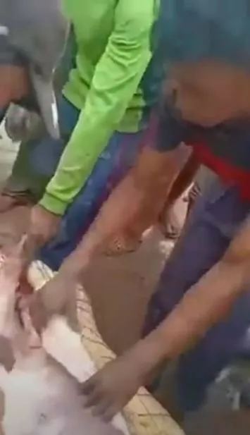 Timsahın karnından insan çıktı! Kan donduran anlar böyle görüntülendi...