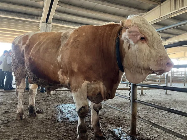 2 senede 4 ton yem yedi! 120 bin liraya alıcısını bekliyor - 1