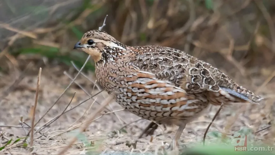 Kuş tüylerindeki gizli mühendislik: Isıyı uzaya gönderiyorlar 3