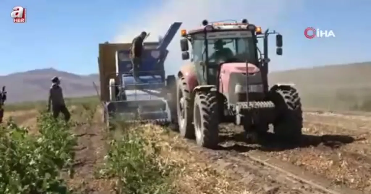 Bitlis'te kuru fasulye hasadında rekor