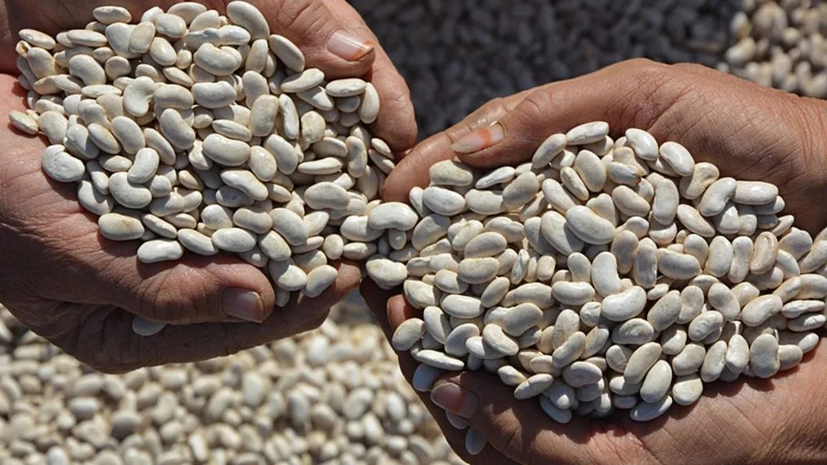 Manisa’da resmen para üretiyorlar: Yaylalara ekip 81 ile satıyorlar! 1 kaşığı dahi şifa oluyor