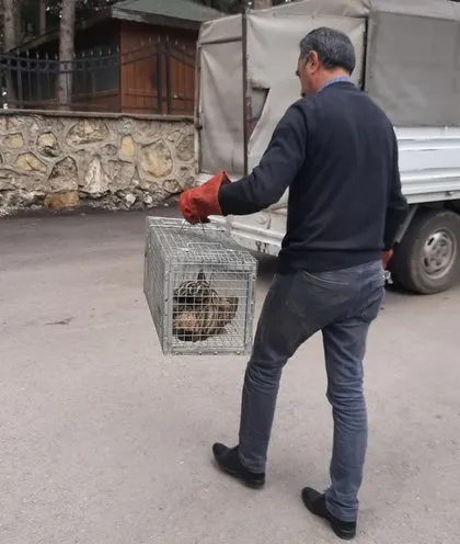 Nesli tükenmekte olan hayvan Adıyaman’da görüldü! Hemen cep telefonuna sarıldı