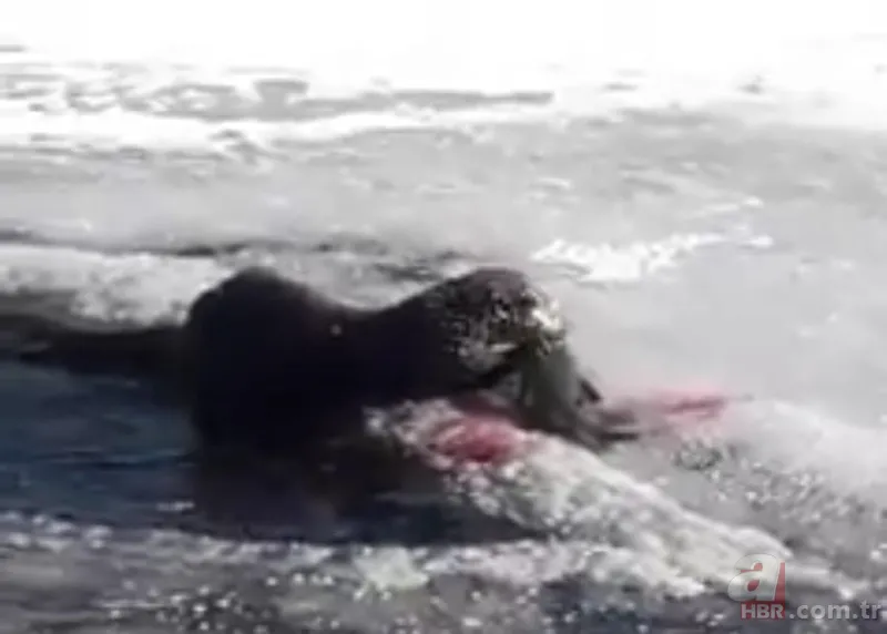 O ilimizde kıyıya yaklaşınca fark edildi! Hemen telefona sarıldılar 21