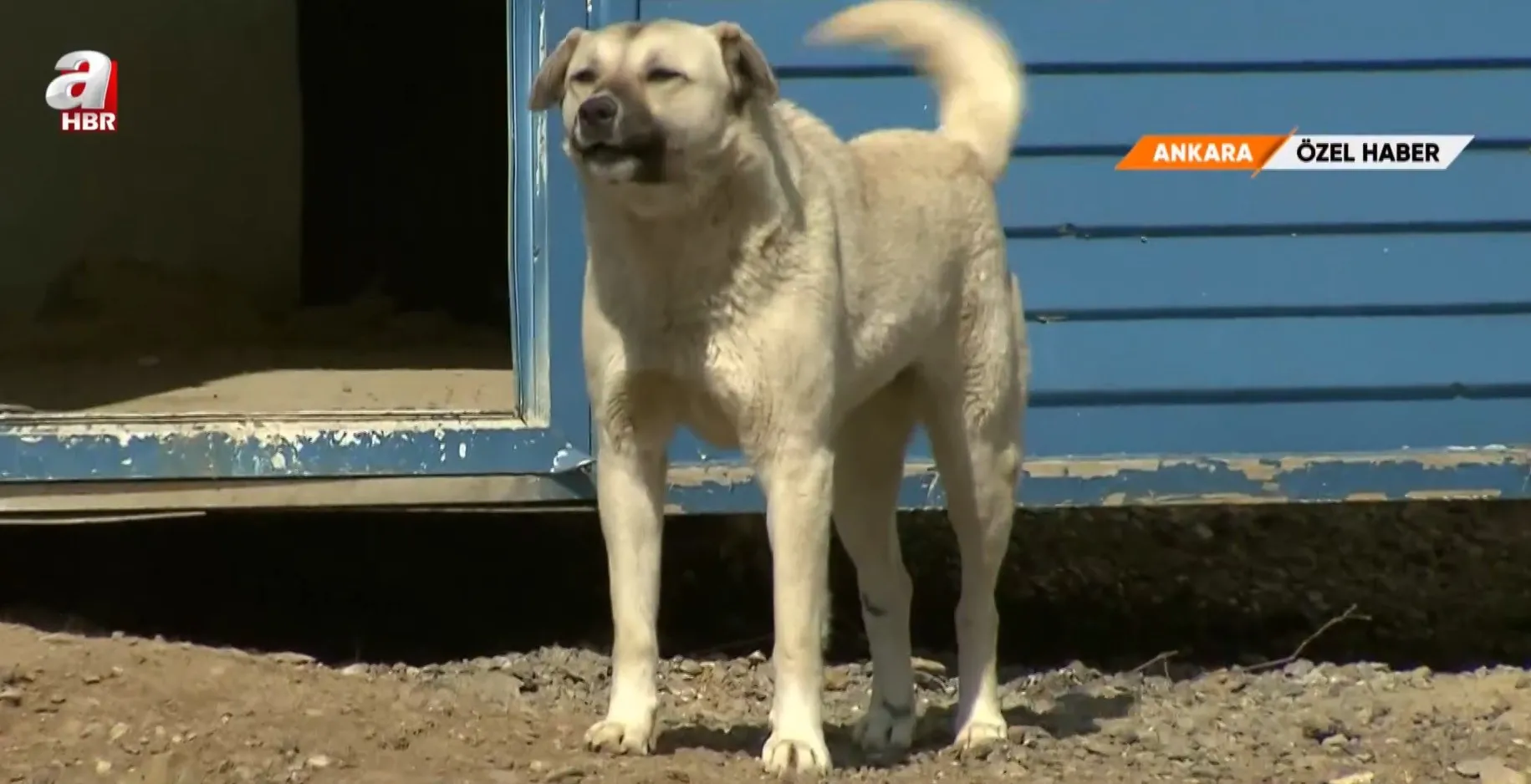 Ankara'da 68 Yaşındaki Kadın, Sahipli Köpeklerin Saldırısında Ağır Yaralandı