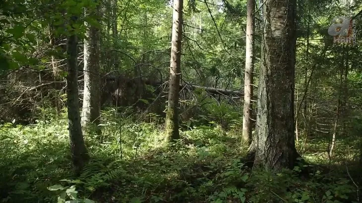 Kadın maceracı ormanda streçten öyle bir şey yaptı ki görenler şaştı kaldı