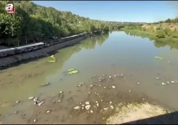 Dicle Nehri'nde balık ölümleri görülüyor