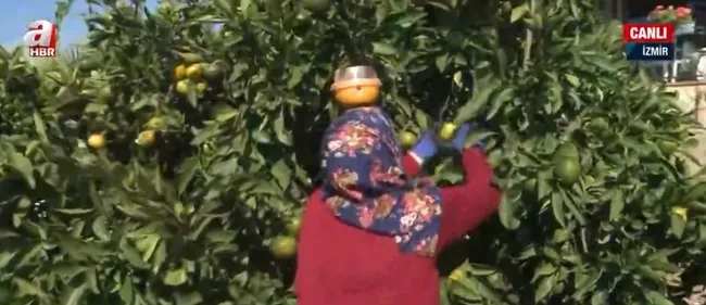 satsuma-mandalinasinda-hasat-zamani-rekolte-beklentisi-ne-durumda-1634978850902.jpg Satsuma mandalinasında hasat zamanı! Rekolte beklentisi ne durumda? - 1