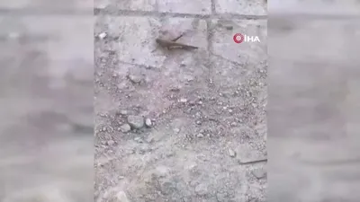Dev etçil çekirge böyle görüntülendi