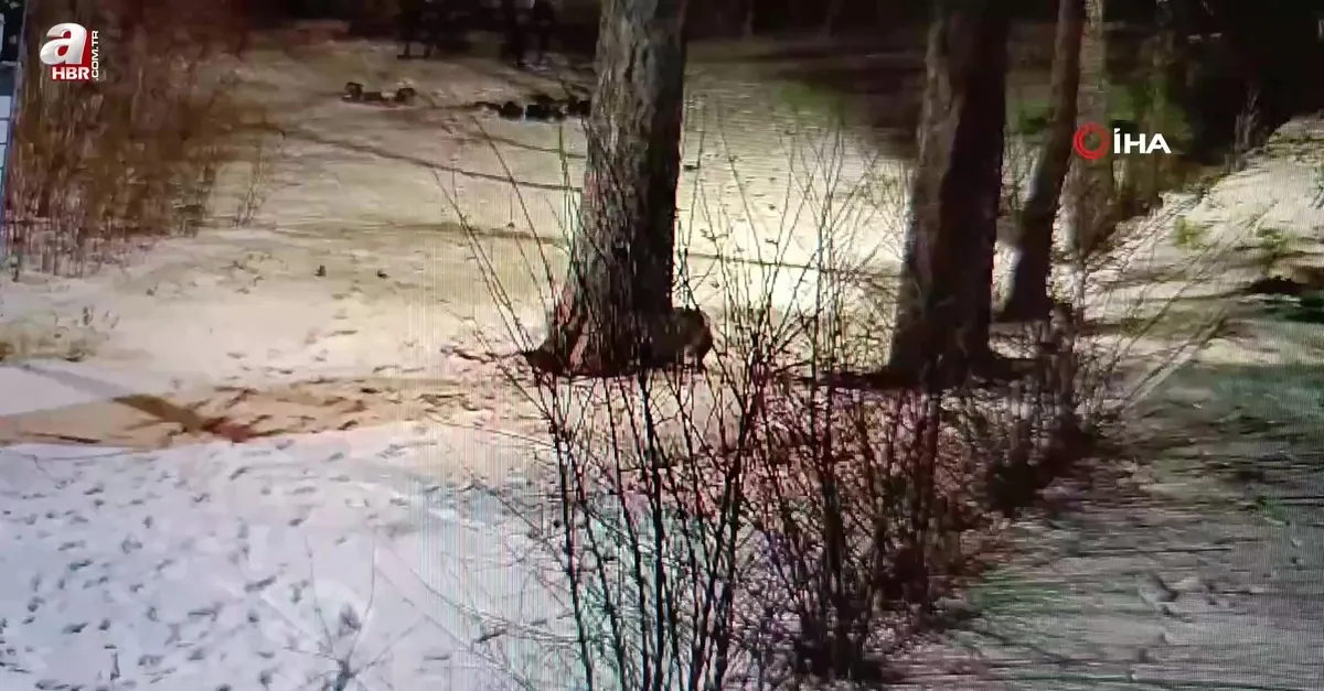Kars'ta oyun oynayan tilkiler kamerada