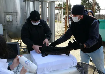 250 milyon yıllık geçmişi olan Mersin Balığı'nın 3 türü tükendi, kalan 3 türü ise kırmızı listede!