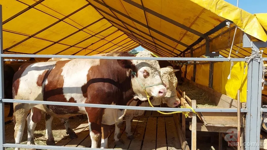 Bayram öncesi kurbanlık alacaklar dikkat: Hastalık geçmişini öğrenmek için bunu yapın 13