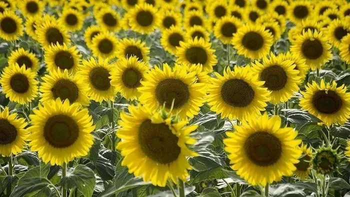 Vatandaşa güzel haber! Yağ fiyatları için harekete geçildi - 1