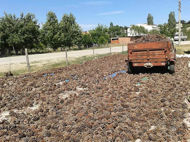 Çanakkale’de motosikletiyle gezerken fark ettiği çam fıstıkları geçim kaynağı oldu - 2