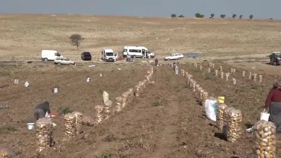 Sandıklı patatesinde hasat zamanı