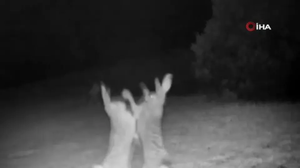 Tavşanların gülümseten kavgası kamerada🐇💢🐇