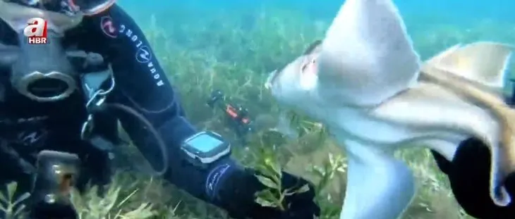 Son dakika: Denizde korku dolu anlar! Hareketsiz kalan köpek balığını bıçağıyla...