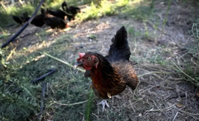 “Gezen tavuk” ve “Organik tavuk” adı altında yüksek fiyatlarla yumurta satışı - 3