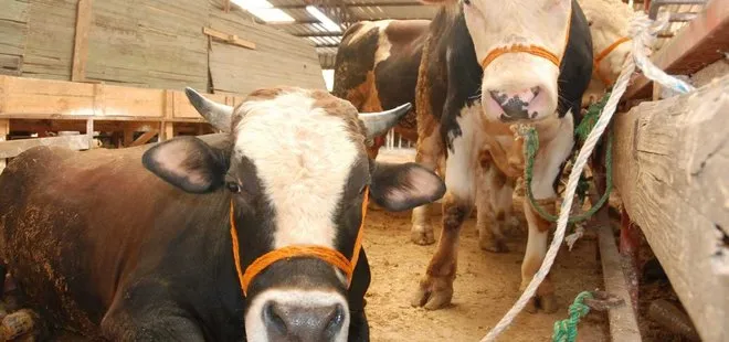 81 ilde alarm verilmişti! Bakanlıktan şap hastalığıyla ilgili açıklama: Binlerce ekip sahada