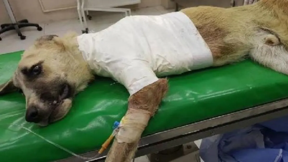 Sol bacağında kırık olan köpek tedaviye alındı