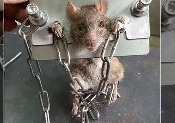 Yakaladığı fareye böyle işkence yaptı