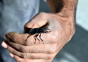 Sivas'ta ilk kez 'geyik böceği' bulundu