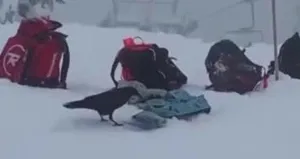 Karga öyle bir şey yaptı ki...