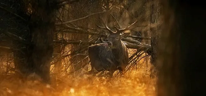 Bursa Ormanları’nda nadir görünlen kızık geyik sürprizi! Bir anda çıktılar