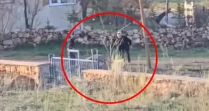 Sopalı şiddete uğrayan eşek öldü