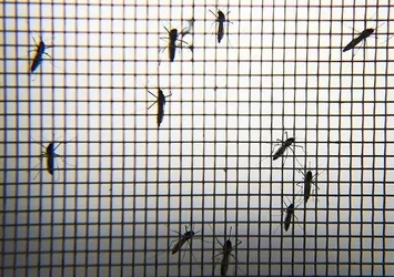 Zika'yla 'sivrisinek ordusu' mücadele edecek