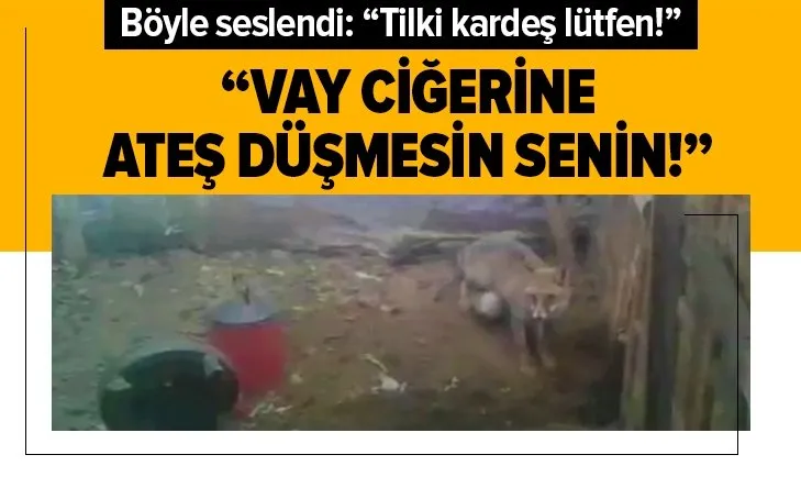 Tilkiye böyle seslendi: Tilki kardeş lütfen kendine bir şey yapacaksın! Vay ciğerine ateş düşmesin senin!