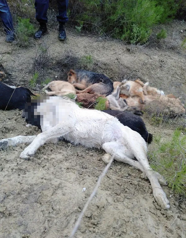 Bilecik'te köpek katliamı! 4 şüpheli yakalandı - 2