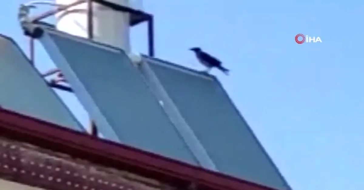 Muhtar duyunca telefona sarıldı! Bakın karga nasıl bağırdı