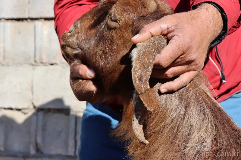 Ahırın kapısını açınca dehşete düştü! 3 gözlü 4 burun delikli buzağıyı görenler inanamadı! Kuyruğunda… 10
